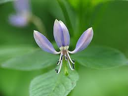 Image result for Cleome rubella