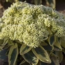 Free shipping on orders over $25 shipped by amazon. Sedum Frosted Fire Walters Gardens Inc