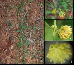 Image result for Aerva leucura