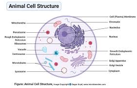 Iiexcellent (3 pts) iisatisfactory (2. Animal Cell Definition Structure Parts Functions And Diagram