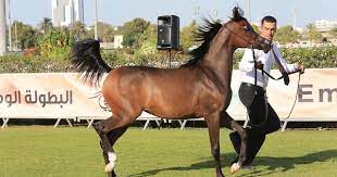 صور مقتطفات اليوم الأول من بطولة ابوظبي الوطنية ٢٠١٦ لجمال الخيول العربية horses breeds arabian horse