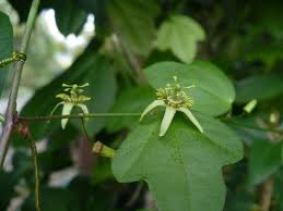 Image result for Passiflora suberosa