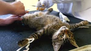 Kucing memang hewan yang sering. Inilah Hukum Memandulkan Haiwan Mengikut Empat Mazhab Feqah Kartel Dakwah