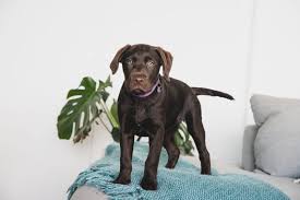 Check spelling or type a new query. Training Tips For Your New Puppy Pet Friendly Accommodation