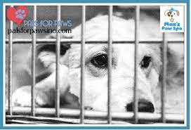 We did not find results for: Pets For Adoption At Pals For Paws Inc In Kokomo In Petfinder