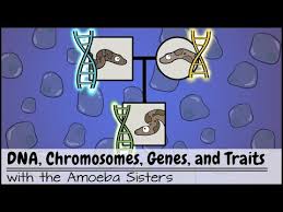 Populations can have variety, despite being made up of the same species. Amoeba Sisters Video Recap Dna Vs Rna Protein Synthesis Updated Protein Synthesis Summary Jobs In Usa Jobs Ecityworks