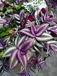 Check spelling or type a new query. Fancy Purple And Green Leaves Fotografie Von Photoshopflair Artmajeur