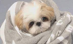 In this focused article, we take a close look at how much is a shih tzu, including price if you have already spent some time researching the cost for a shih tzu puppy online or locally, you probably have noticed how prices can vary for. Cost Of A Shih Tzu Puppy Shih Tzu World