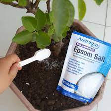 Epsom salt is a mineral often promoted as an organic plant fertilizer for tomatoes, peppers, and gardens in general. The Useful Epsom And Its Benefits For Gardening Blog Nurserylive Com Gardening In India