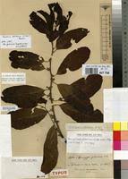 Image result for Pouteria altissima