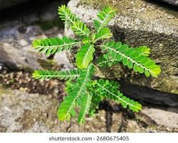 Image result for Phyllanthus pinnatus