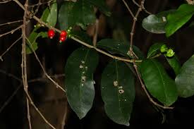 Image result for Tricalysia