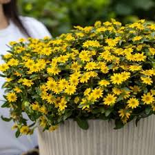 Image result for sanvitalia combine in pots