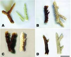 High concentrations of octocrylene in seawater could impair fatty acid metabolism in coral. Das Grosse Sommerduell Sonnencreme Versus Korallenriff Meerwissen Scilogs Wissenschaftsblogs