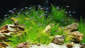 Aneka model meja aquarium jati jepara minimalis modern dan ukiran harga murah mulai 3 jutaan.meja aquarium modern dari ukuran 120 sampai 2. Neon Colored Freshwater Fish Novocom Top