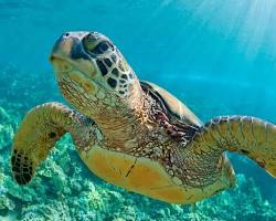 Imagen de Tortuga marina verde