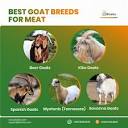 What Breeds of Goats Are Best for Meat? A Comprehensive Guide