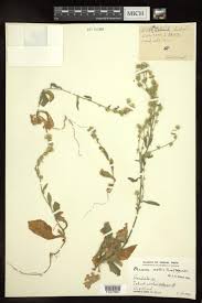 Image result for Blumea axillaris