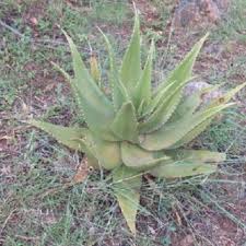 Image result for Phragmanthera usuiensis