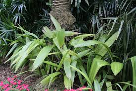 Image result for Curculigo