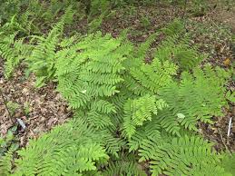 Image result for Osmunda regalis