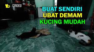Saya ezwan pengedar sah ubat all in one. Buat Ubat Demam Kucing Sendiri Mudah Sahaja Youtube