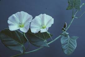 Image result for Convolvulus goyderi