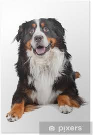 Der berner sennenhund ist ein kräftiger hund, der bis zu 70 cm schulterhöhe erreicht. Poster Berner Sennenhund Pixers Wir Leben Um Zu Verandern