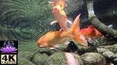 Water sound in khoi pond very loud / top 5 most common koi pond problems and their solutions how often should you do a water change on your koi pond this is one of our most frequently asked questions, so we many of you have probably heard the common myth that once your pond is established you do not need to change your pond water very. Koi Fish Pond With Calming And Relaxing Water Sound Youtube
