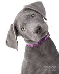 We did not find results for: Silver Lab Puppy Joy Photograph By Renee Spade Photography