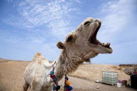 Pit boss_bad owners, mad neighbors s03 e04. Camel Bites Off Its Owner S Head After It Was Made To Stand In The Heat All Day Album On Imgur