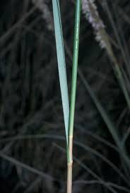 Image result for Microglossa densiflora