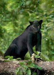 Black Panther These Big Cats Are The Melanistic Color Variant Of Either Jaguar Or Leopard Species Majestatische Tiere Wilde Katzen Grosse Katzen
