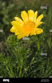 Image result for Pycreus xantholepis