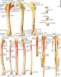 • identify the components of a synovial joint. Wing Musculature Reconstruction In Extinct Flightless Auks Pinguinus And Mancalla Reveals Incomplete Convergence With Penguins Spheniscidae Due To Differing Ancestral States Biorxiv