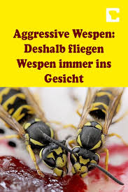 Aggressive Wespen Deshalb Fliegen Wespen Immer Ins Gesicht Gesicht Aggressiv Wespe