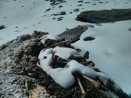 Bodies in Himalayan 'Skeleton Lake' Died 1,000 Years Apart: Photos -  Business Insider