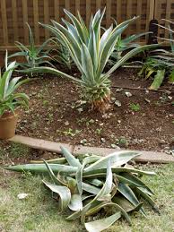 アガベの冬支度 多肉植物