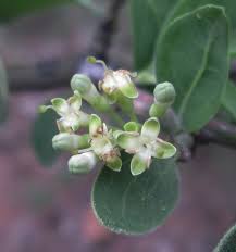 Image result for Psydrax livida