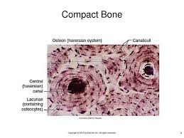 The periosteum contains many strong collagen fibers that are used to firmly anchor. Photomicrograph Of Compact Bone Labeled