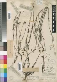 Image result for Kohautia cynanchica