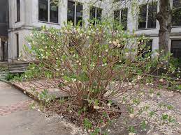 Fortunately, i don't mind waiting for midwinter when the floral display of paperbush competes with. Edgeworthia Chrysantha Oriental Paper Bush Paperbush Plant North Carolina Extension Gardener Plant Toolbox