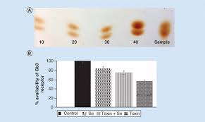 Read popular r18 stories on webnovel, we provide 10000+ r18 novels, fiction books, comics for you to select. Selenium Reduces Enterohemorrhagic Escherichia Coli O157 H7 Verotoxin Production And Globotriaosylceramide Receptor Expression On Host Cells Future Microbiology