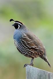 Birds Of The Southwest Usa Pin On Quail Grouse I