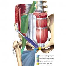 Groin injuries comprise 2 to 5 percent of all sports injuries. Understanding Groin Pain By Physiotherapist Luisa Grieco