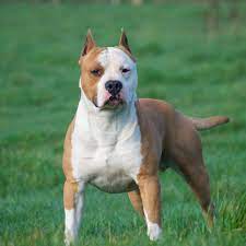 Organizations and the individuals who work for them are listed according to each group. Pin By Dwn On Terriers Bully Breeds I Love Dogs Cute Animals