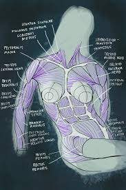 It forms the core of the central nervous system by creating, sending, and processing nerve impulses, thoughts, emotions, physical sensations, and more. David Bock Anatomy Study Torso 3