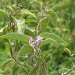Image result for Solanum campylacanthum 'incanum type'