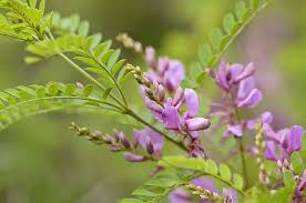Image result for Indigofera wentzeliana