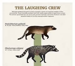 Evolution Series The Laughing Crew Although Mistakenly Thought Of As Lowly Scavengers Hyenas Are I Prehistoric Wildlife Prehistoric Creatures Ancient Animals